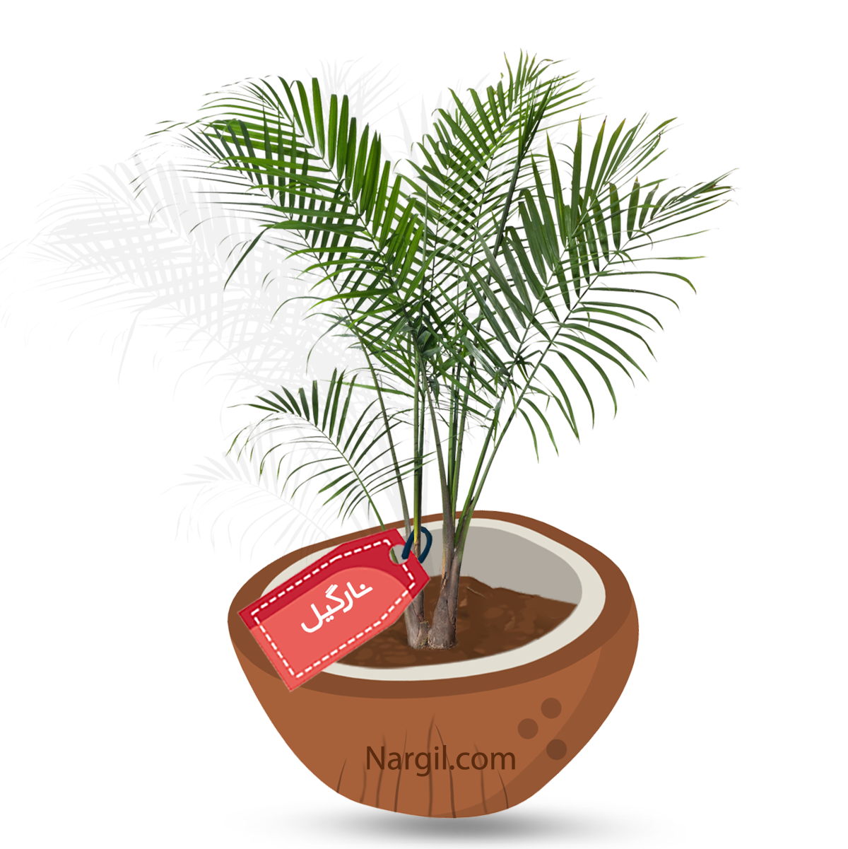  Nargil - Cat Palm